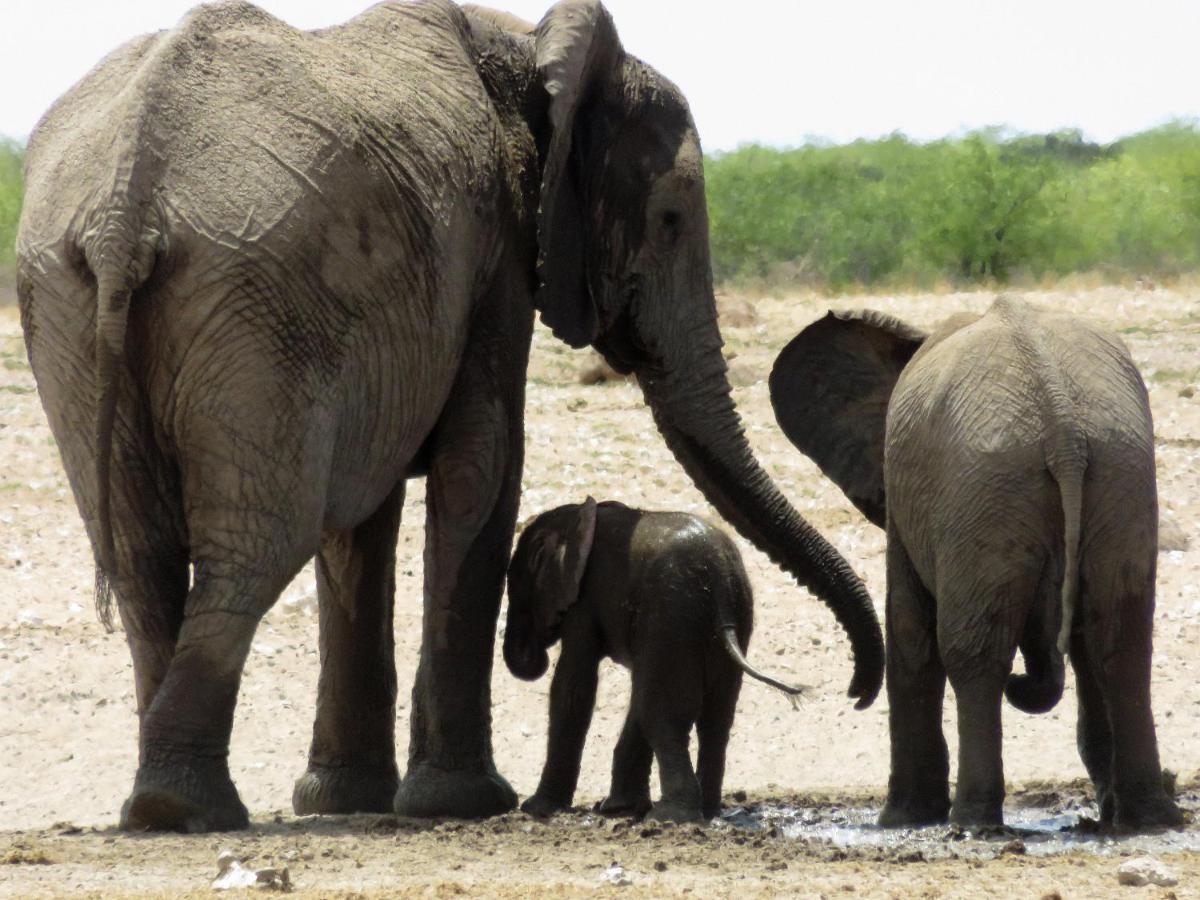 Etosha Safari Camping2Go オカウクエジョ エクステリア 写真